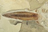 Cretaceous Fossil Sawfish-Like Ray (Libanopritis) - Lebanon #270252-4